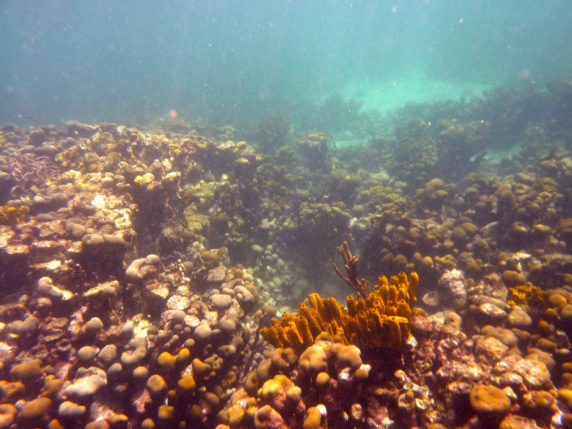 Buccoo Reef - Image 3
